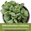 Adromischus cristatus guía de cultivo propagación y cuidados