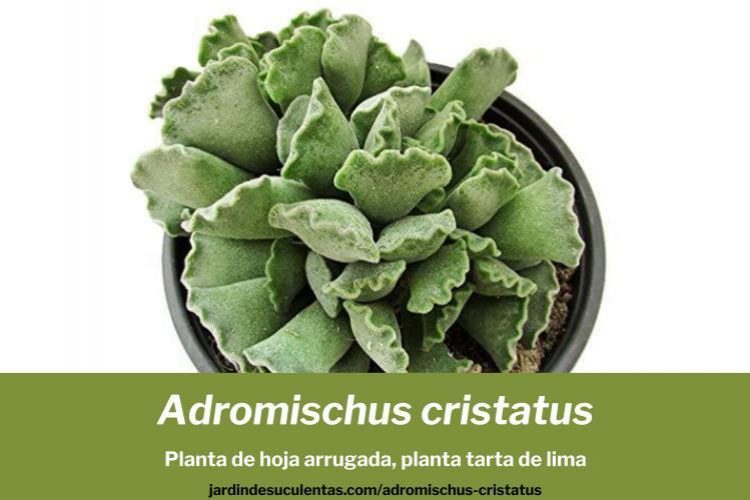 Adromischus cristatus guía de cultivo propagación y cuidados