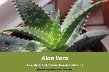 Aloe vera medicinal cultivo propagación y cuidados