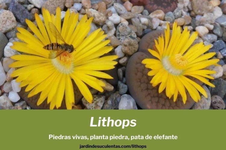 lithops piedras vivas guía de cultivo propagación y cuidados