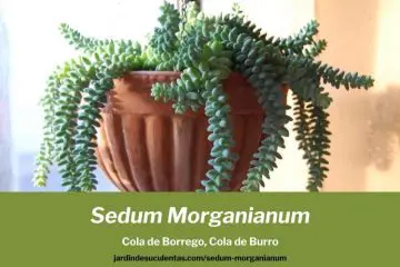 Sedum morganianum cultivo propagacion y cuidados