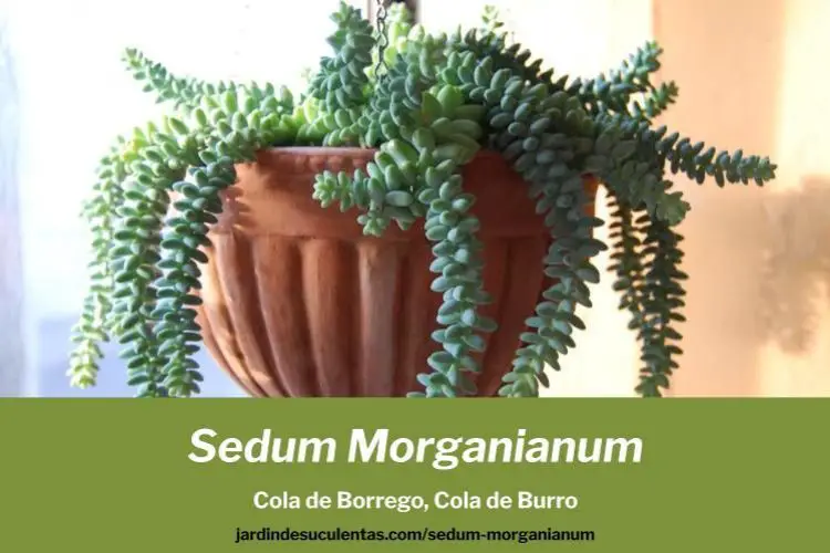Sedum morganianum cultivo propagacion y cuidados