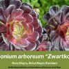 Aeonium arboreum "Zwartkop" guía de cultivo, cuidados y propagación