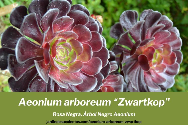 Aeonium arboreum "Zwartkop" guía de cultivo, cuidados y propagación