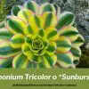 Aeonium tricolor o sunburst cuidados, y consejos de cultivo y reproducción