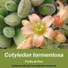 Cotyledon tomentosa consejos de cultivo propagacion y cuidados