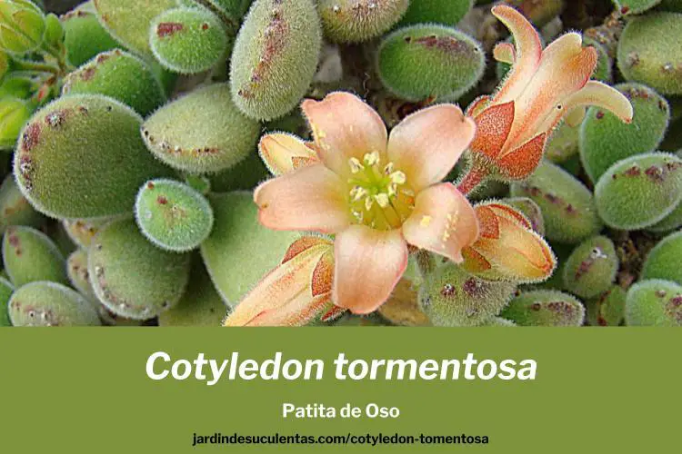 Cotyledon tomentosa consejos de cultivo propagacion y cuidados