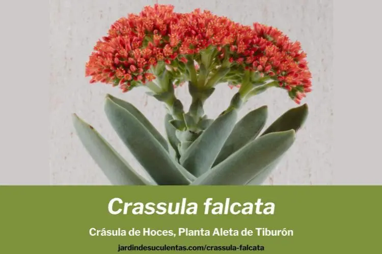 Crassula falcata cultivo propagacion y cuidados