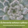 Echeveria pilosa consejos de cultivo propagación y cuidados