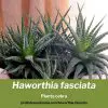 Haworthia fasciata planta zebra