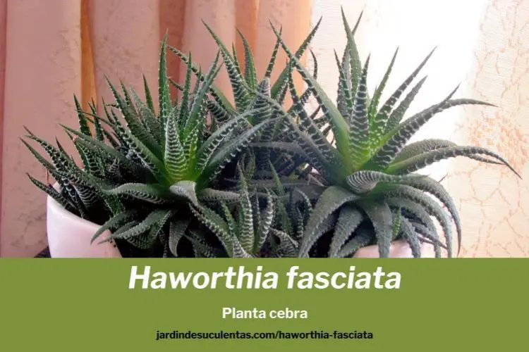 Haworthia fasciata planta zebra