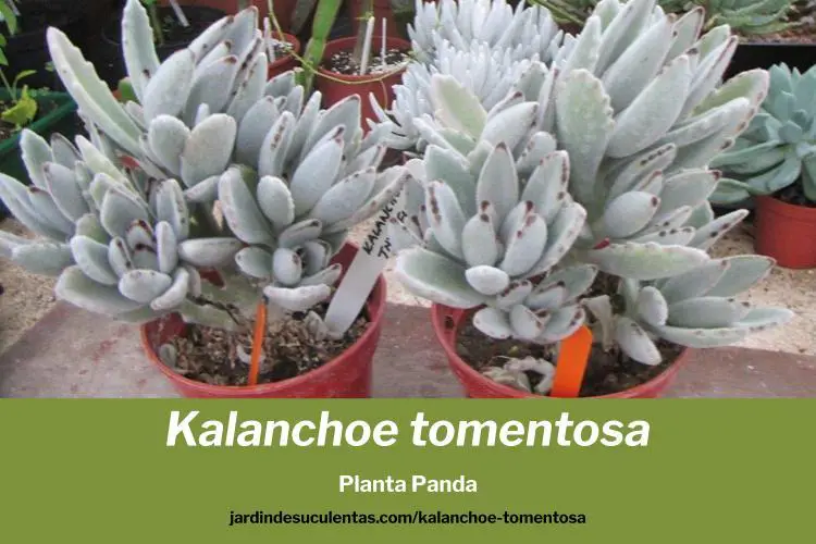 tipos de plantas suculentas: kalanchoes