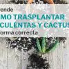Cómo trasplantar suculentas y cactus
