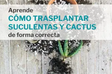 Cómo trasplantar suculentas y cactus