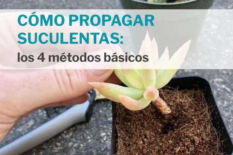 Cómo propagar suculentas