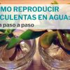 Cómo reproducir suculentas en agua