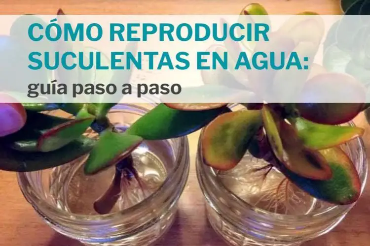 Cómo reproducir suculentas en agua