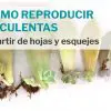 Cómo reproducir suculentas paso a paso