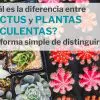 diferencia entre cactus y suculentas