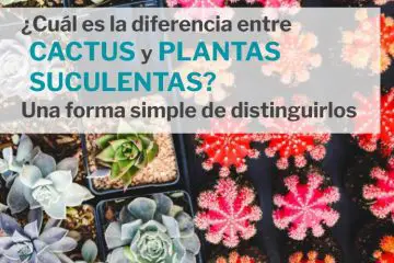 diferencia entre cactus y suculentas