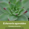 Echeveria agavoides cristatus cultivo propagacion y cuidados
