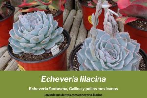 Echeveria lilacina consejos de cultivo y propagación