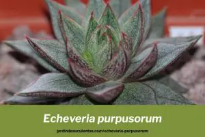 echeveria purpusorum consejos cultivo y propagación