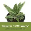 gasteria little warty cultivo propagacion y cuidados