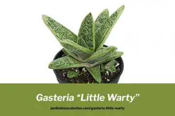 gasteria little warty cultivo propagacion y cuidados