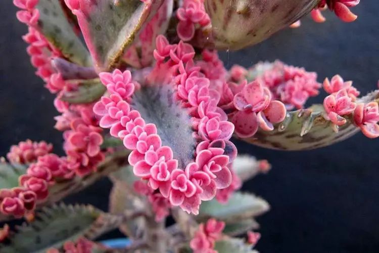 Hijuelos Kalanchoe Pink Butterfly