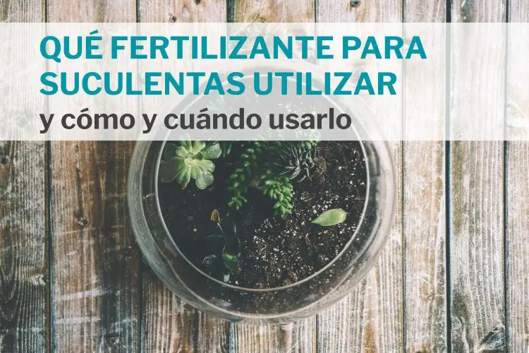 Fertilizante para suculentas