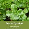 sedum spurium consejos de cultivo propagacion y cuidados