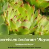 serpervivum tectorum royanum cultivo propagacion y cuidados
