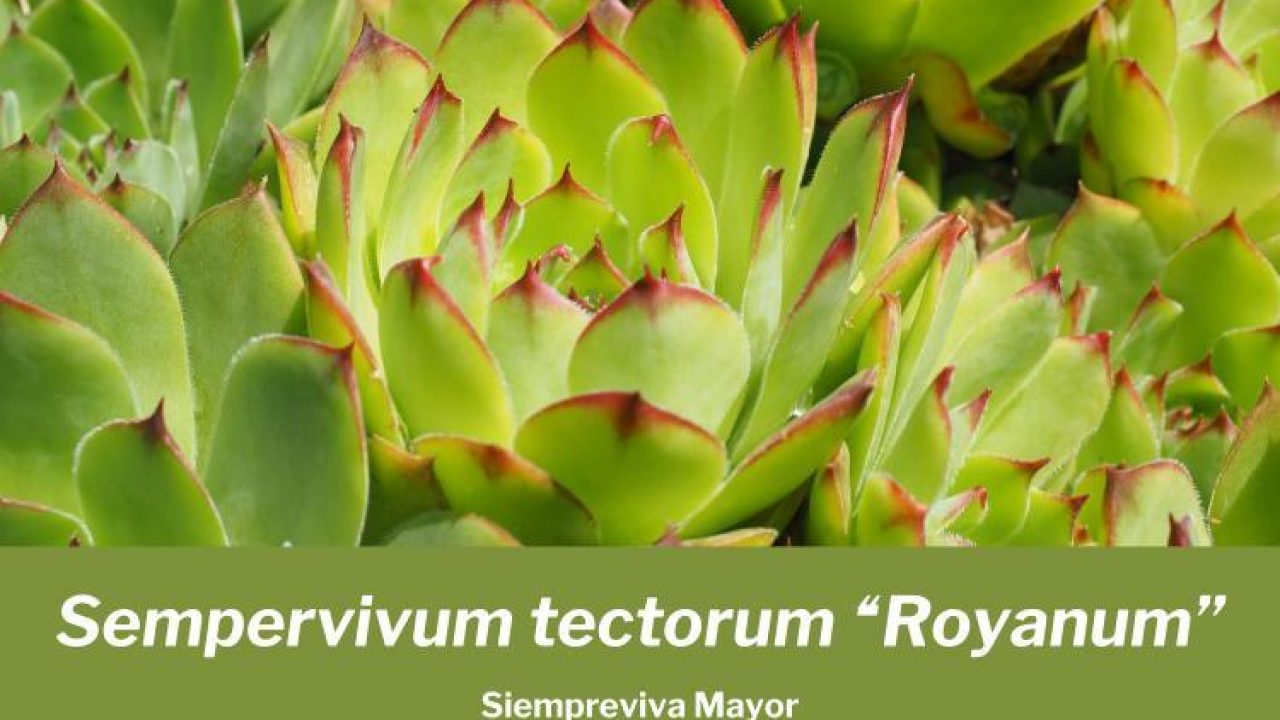 Sempervivum tectorum 