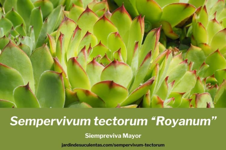 serpervivum tectorum royanum cultivo propagacion y cuidados