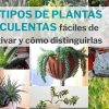 Tipos de plantas suculentas fáciles de cultivar