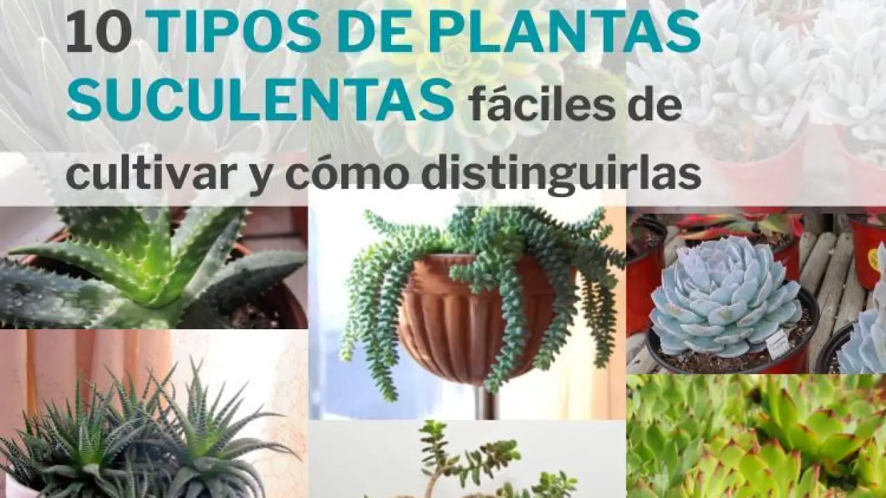 Suave dígito electrodo 10 Tipos de plantas suculentas fáciles de cultivar y cómo distinguirlas