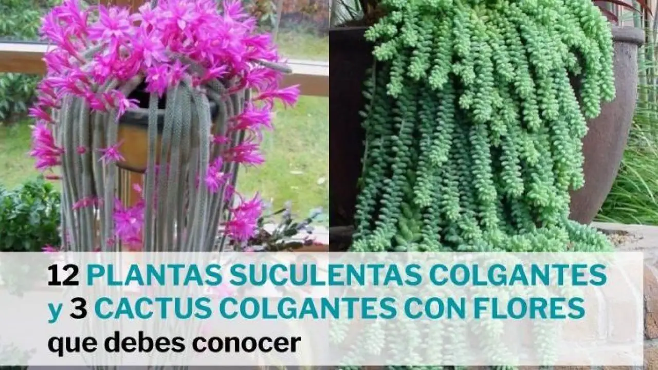 12 plantas suculentas colgantes populares + 3 cactus colgantes con flores