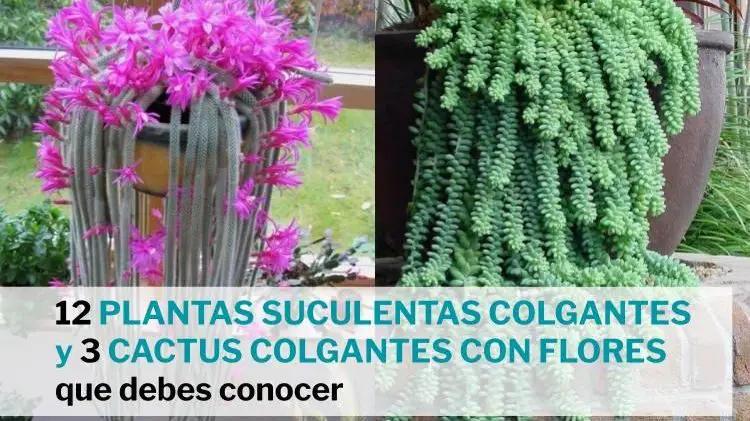 Apariencia Constitución sólido 12 plantas suculentas colgantes populares + 3 cactus colgantes con flores