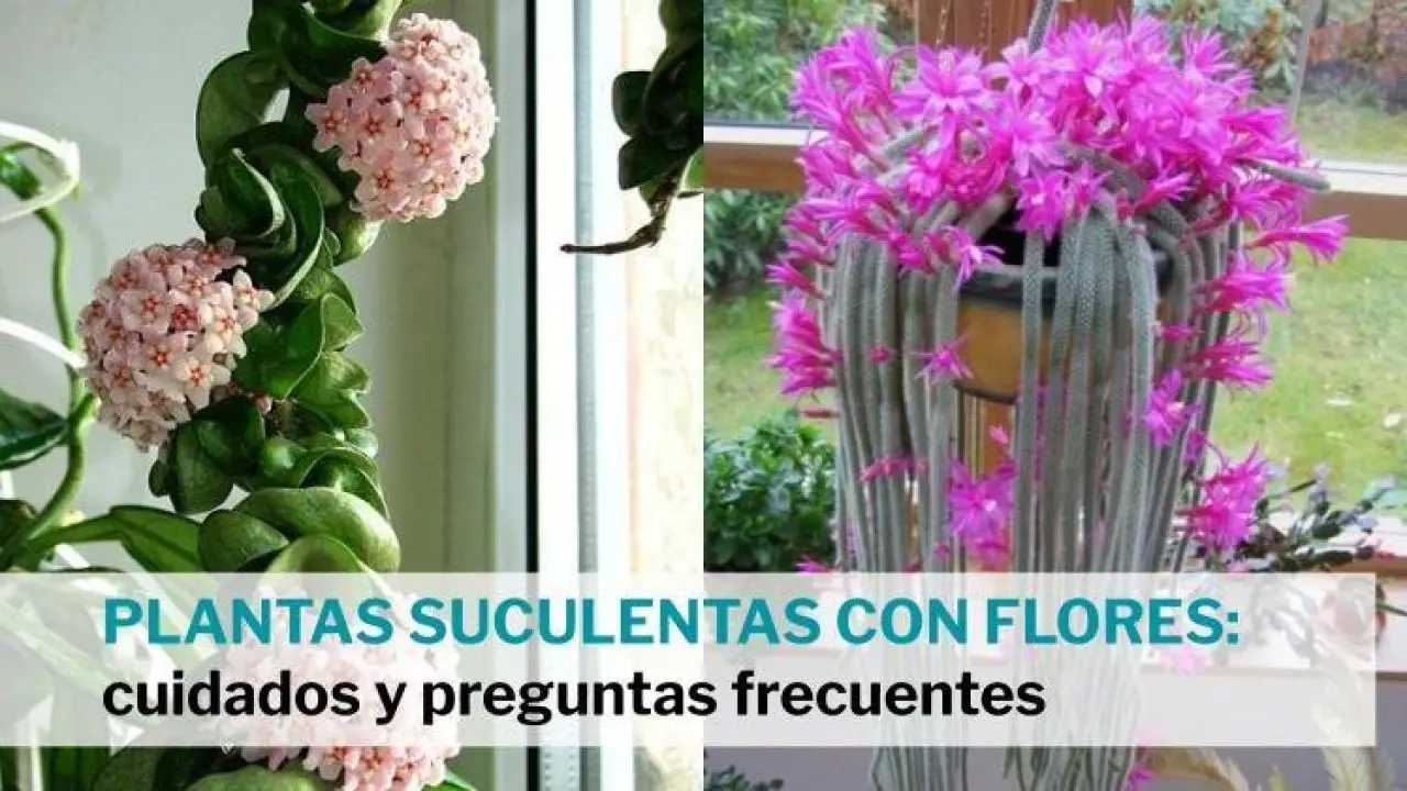 Plantas suculentas con flores: cuidados y FAQs - Jardín de Suculentas