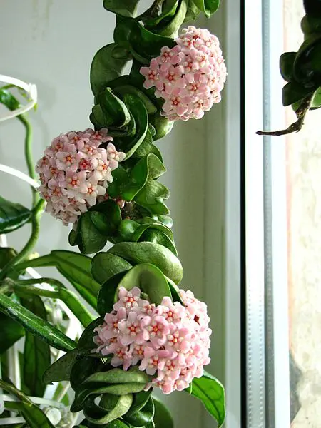 plantas suculentas colgantes con flores