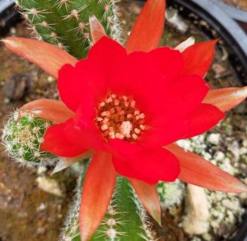 Yardwe Pote de la Planta suculentas Cactus de la Flor Blanca Mini Rectangular Rectangular con Bandeja de Madera