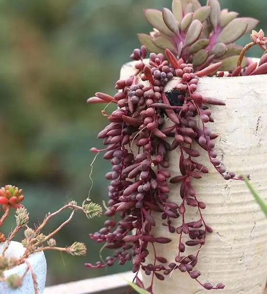planta suculenta colgante collar de rubís
