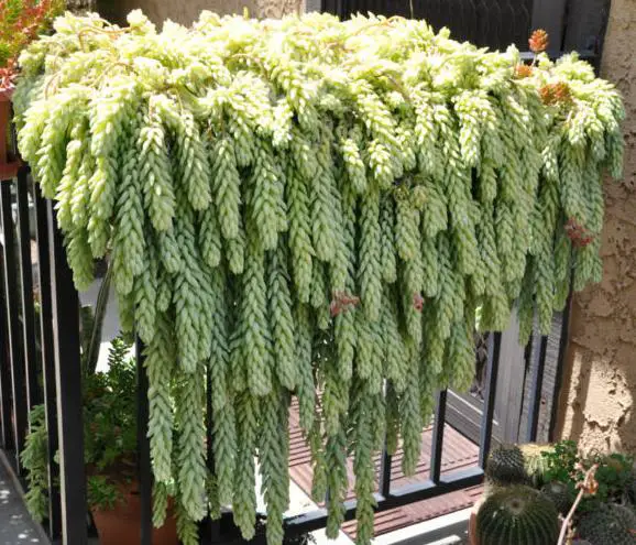 planta suculenta colgante sedum morganianum