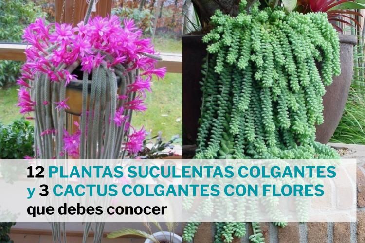 12 Plantas suculentas colgantes y 3 cactus colgantes con flores que debes conocer