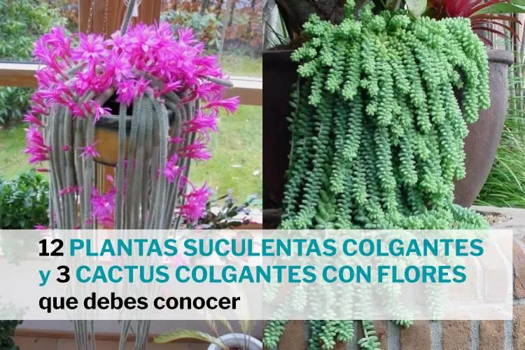 plantas suculentas colgantes y cactus colgantes con flores