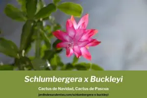 Cactus de navidad cuidados, cactus de navidad reproducción