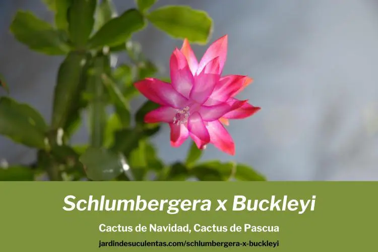 Cactus de navidad cuidados, cactus de navidad reproducción