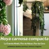 Hoya carnosa compacta flor de cera, flor de nácar, cuerda hindú