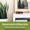 sansevieria trifasciata planta serpiente cuidados